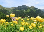 68 Vista su San Simone tra botton d'oro